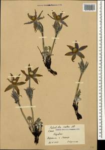 Pulsatilla halleri subsp. taurica (Juz.) K. Krause, Crimea (KRYM) (Russia)