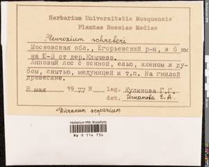 Pleurozium schreberi (Willd. ex Brid.) Mitt., Bryophytes, Bryophytes - Moscow City & Moscow Oblast (B6a) (Russia)