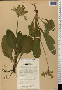 Primula veris subsp. macrocalyx (Bunge) Lüdi, Caucasus, Stavropol Krai, Karachay-Cherkessia & Kabardino-Balkaria (K1b) (Russia)