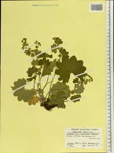 Alchemilla hians Juz., Eastern Europe, Eastern region (E10) (Russia)