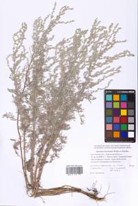 Artemisia lercheana Weber ex Stechm., Eastern Europe, Rostov Oblast (E12a) (Russia)