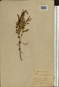 Rumex marschallianus Rchb., Eastern Europe, Central forest-and-steppe region (E6) (Russia)