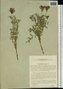 Astragalus cornutus Pall., Siberia, Western (Kazakhstan) Altai Mountains (S2a) (Kazakhstan)
