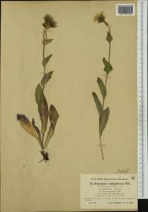 Hieracium valdepilosum subsp. elongatum Willd. ex Zahn, Western Europe (EUR) (Switzerland)