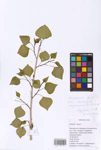 Populus nigra L., Eastern Europe, Middle Volga region (E8) (Russia)