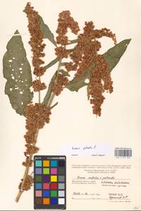 Rumex patientia L., Eastern Europe, Moscow region (E4a) (Russia)