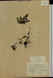 Gymnocarpium heterosporum V. H. Wagner, Siberia, Central Siberia (S3) (Russia)