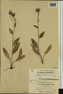 Hieracium dentatum subsp. trefferianum (Nägeli & Peter) Zahn, Western Europe (EUR) (Switzerland)