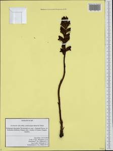 Orobanche alba subsp. xanthostigma Rätzel & Uhlich, Caucasus, Stavropol Krai, Karachay-Cherkessia & Kabardino-Balkaria (K1b) (Russia)