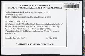 Lewinskya rupestris (Schleich. ex Schwägr.) F. Lara, Garilleti & Goffinet, Bryophytes, Bryophytes - America (BAm) (United States)