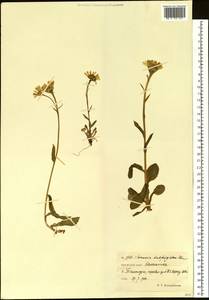 Tephroseris subfrigida (Kom.) Holub, Siberia, Chukotka & Kamchatka (S7) (Russia)