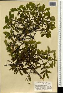 Lonicera caerulea subsp. altaica (Pall.) Gladkova, Mongolia (MONG) (Mongolia)