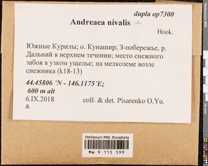 Andreaea nivalis Hook., Bryophytes, Bryophytes - Russian Far East (excl. Chukotka & Kamchatka) (B20) (Russia)