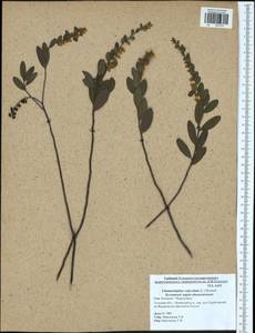 Chamaedaphne calyculata (L.) Moench, Eastern Europe, Central region (E4) (Russia)