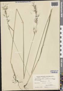 Avenula pubescens (Huds.) Dumort., Eastern Europe, Moscow region (E4a) (Russia)