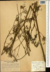 Chaerophyllum macrospermum (Willd. ex Spreng.) Fisch. & C. A. Mey., Caucasus, Armenia (K5) (Armenia)