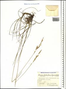 Bromus biebersteinii Roem. & Schult., Caucasus, Dagestan (K2) (Russia)