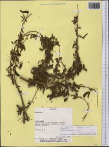 Mimosa hexandra Micheli, America (AMER) (Paraguay)