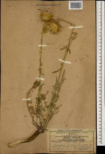 Centaurea reflexa subsp. sosnowskyi (Grossh.) Mikheev, Caucasus, Azerbaijan (K6) (Azerbaijan)