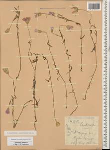 Xeranthemum squarrosum Boiss., Caucasus, Armenia (K5) (Armenia)