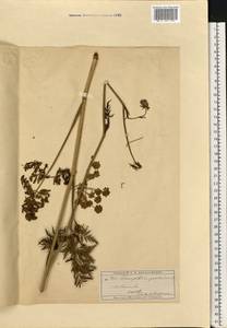 Silphiodaucus prutenicus (L.) Spalik, Wojew., Banasiak, Piwczyñski & Reduron, Eastern Europe, Moscow region (E4a) (Russia)