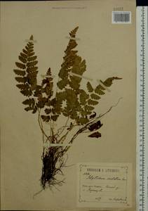 Dryopteris cristata (L.) A. Gray, Eastern Europe, Central forest-and-steppe region (E6) (Russia)