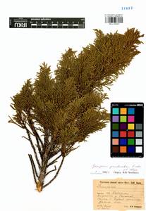 Juniperus pseudosabina Fisch. & C.A.Mey., Siberia, Baikal & Transbaikal region (S4) (Russia)