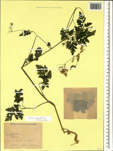 Chaerophyllum temulum L., Caucasus, Krasnodar Krai & Adygea (K1a) (Russia)