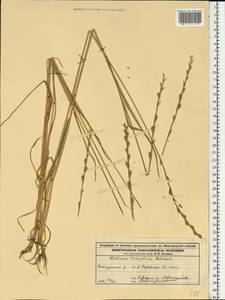 Lolium remotum Schrank, Eastern Europe, Volga-Kama region (E7) (Russia)