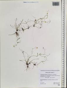 Ranunculus reptans L., Siberia, Russian Far East (S6) (Russia)