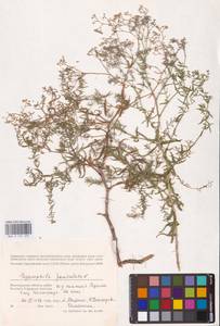 Gypsophila paniculata L., Eastern Europe, Lower Volga region (E9) (Russia)