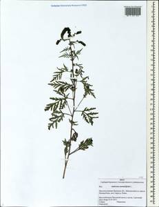 Ambrosia artemisiifolia L., Eastern Europe, Western region (E3) (Russia)