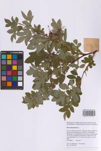 Rosa majalis Herrm., Eastern Europe, Moscow region (E4a) (Russia)