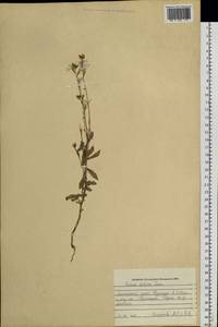 Eruca vesicaria subsp. sativa (Mill.) Thell., Siberia, Altai & Sayany Mountains (S2) (Russia)