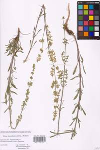Silene borysthenica (Gruner) Walters, Eastern Europe, Western region (E3) (Russia)