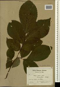 Ulmus glabra Huds., Caucasus, Armenia (K5) (Armenia)