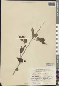 Kerria japonica (L.) DC., South Asia, South Asia (Asia outside ex-Soviet states and Mongolia) (ASIA) (China)