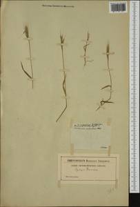 Brachypodium distachyon (L.) P.Beauv., Western Europe (EUR) (Italy)