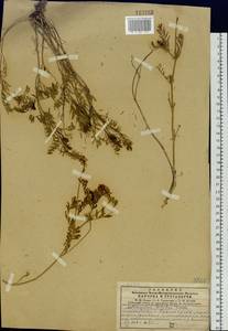 Astragalus versicolor Pall., Siberia, Central Siberia (S3) (Russia)