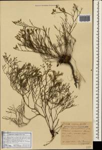 Limonium caspium (Willd.) Gams, Crimea (KRYM) (Russia)