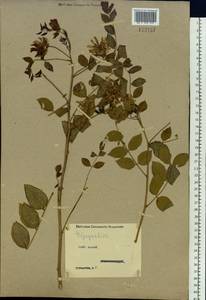 Glycyrrhiza uralensis Fisch. ex DC., Siberia, Western (Kazakhstan) Altai Mountains (S2a) (Kazakhstan)