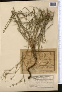Chondrilla leiosperma Kar. & Kir., Middle Asia, Muyunkumy, Balkhash & Betpak-Dala (M9) (Kazakhstan)