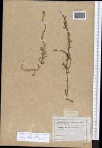 Polycnemum majus A. Braun, Eastern Europe, South Ukrainian region (E12) (Ukraine)
