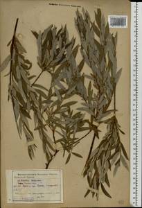 Salix rosmarinifolia L., Eastern Europe, Central forest-and-steppe region (E6) (Russia)