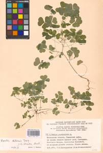 Oxalis stricta L., Eastern Europe, Moscow region (E4a) (Russia)