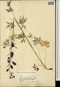 Aconitum ambiguum subsp. baicalense (Turcz. ex Rapaics) Vorosch., Mongolia (MONG) (Mongolia)