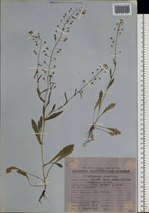 Capsella bursa-pastoris (L.) Medik., Siberia, Chukotka & Kamchatka (S7) (Russia)