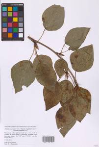 Populus longifolia × suaveolens, Eastern Europe, Moscow region (E4a) (Russia)