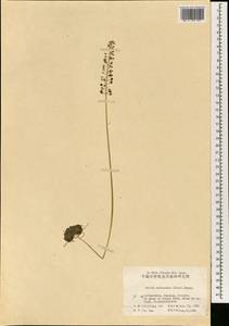 Barnardia japonica (Thunb.) Schult. & Schult.f., South Asia, South Asia (Asia outside ex-Soviet states and Mongolia) (ASIA) (China)
