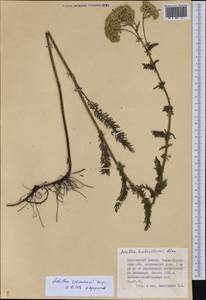 Achillea schmakovii, Middle Asia, Dzungarian Alatau & Tarbagatai (M5) (Kazakhstan)